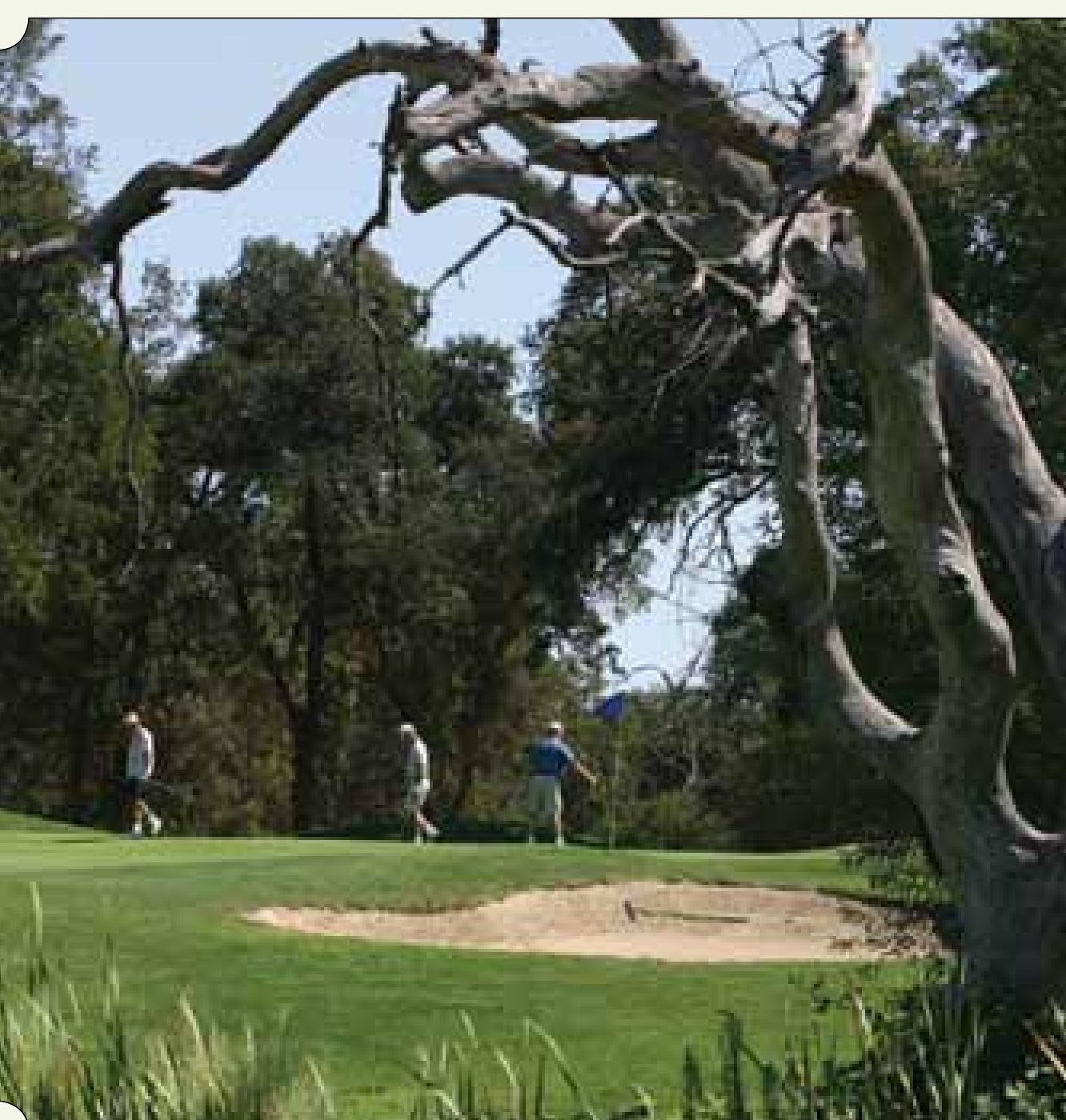 Golfers on a Woodcreek green framed by an ancient valley oak and greenside bunker